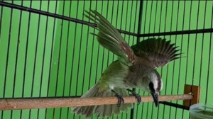 Download-Suara-Burung-Trucukan-Nggaruda.jpg