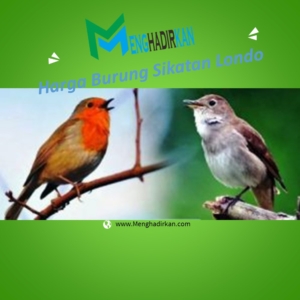 Harga Burung Sikatan Londo