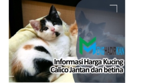 Harga Kucing Calico Jantan dan betina
