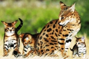 Harga-Kucing-Savannah.jpg