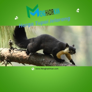 Harga Tupai Jelarang