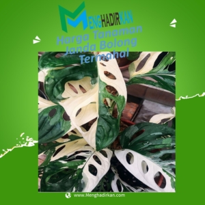 Harga Tanaman Janda Bolong Termahal
