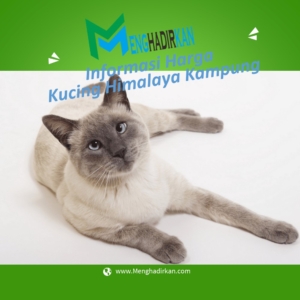 Informasi Harga Kucing Himalaya Kampung
