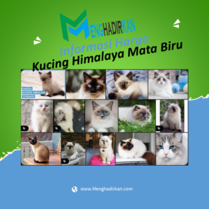 harga kucing himalaya mata biru