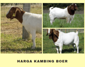 Informasi-Harga-Kambing-Boer-September-2022.png